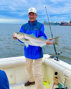 Striped Bass in Raritan Bay